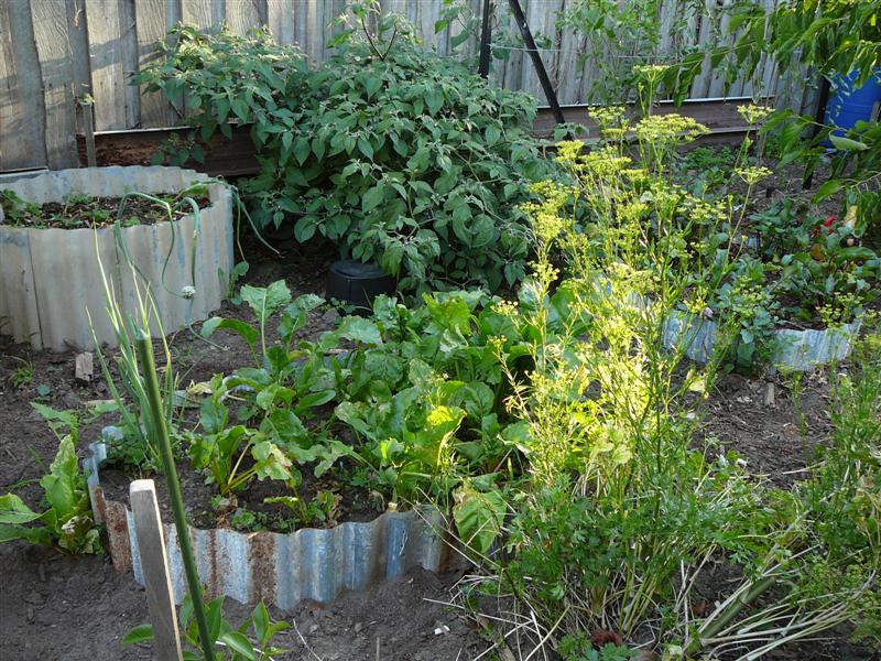 08-01-10 003 (Medium).jpg