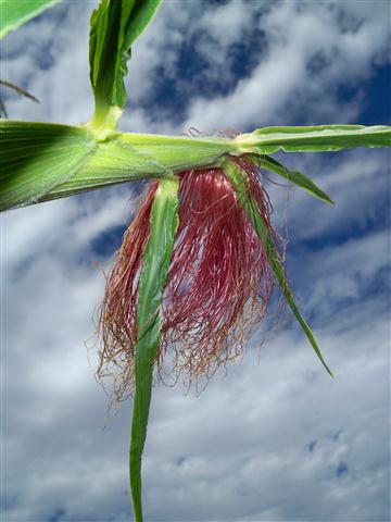 100_0623 (Small).JPG