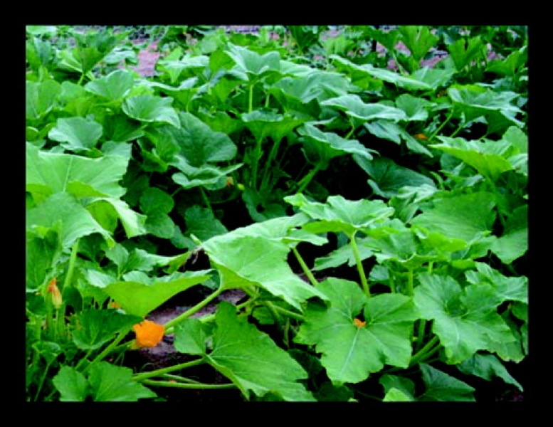 paul pics02046_2.jpg