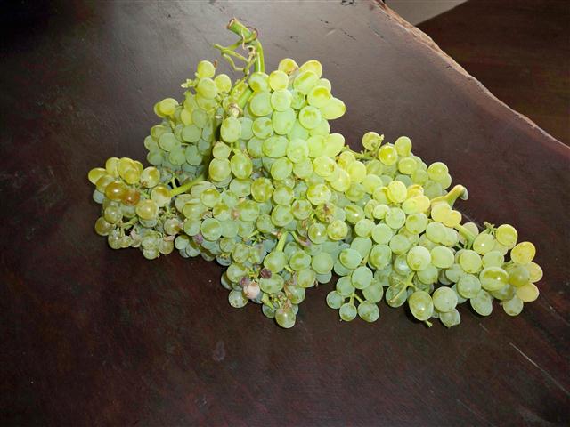 100_0624 (Small).JPG