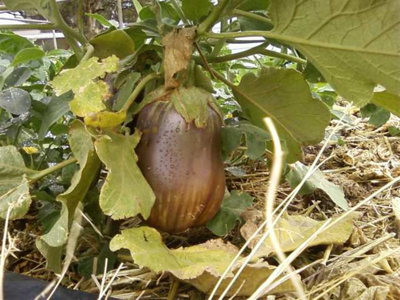 Photo0178 (Medium).jpg