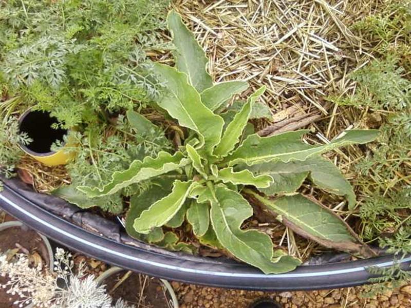 Photo0186 (Medium).jpg