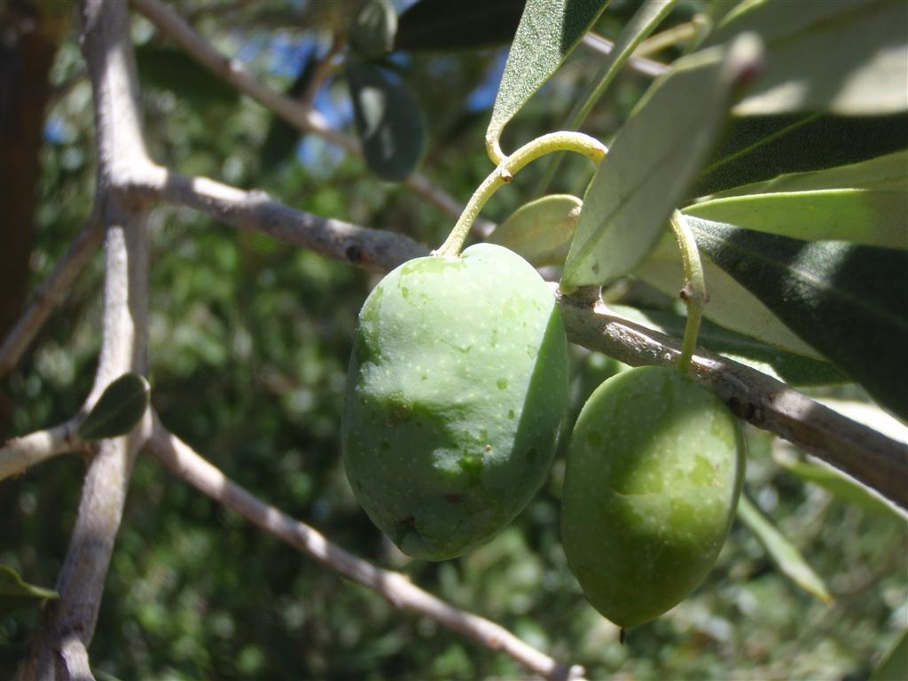 P2120714 (Medium).JPG