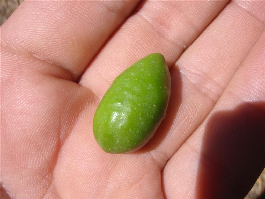 P2120715 (Medium).JPG