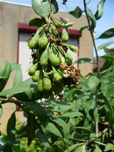 P1040733 (Custom).JPG