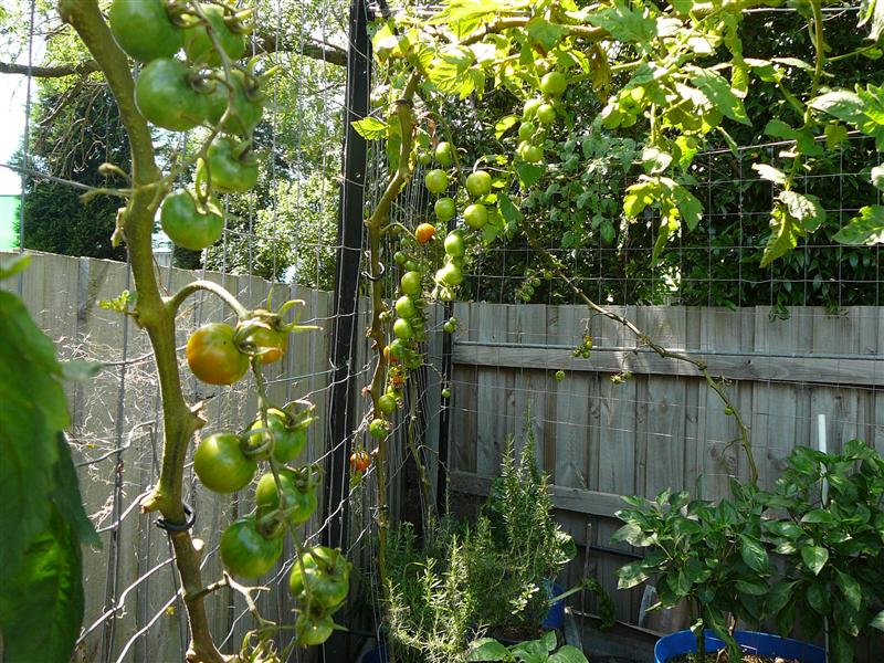 P1040738 (Custom).JPG