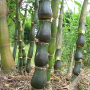 Buddha-Belly-Bamboo.jpg