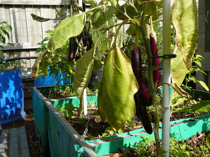 P1040744 (Custom).JPG