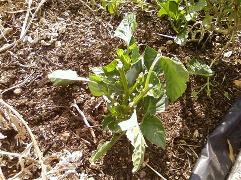 Photo0259 (Medium).jpg