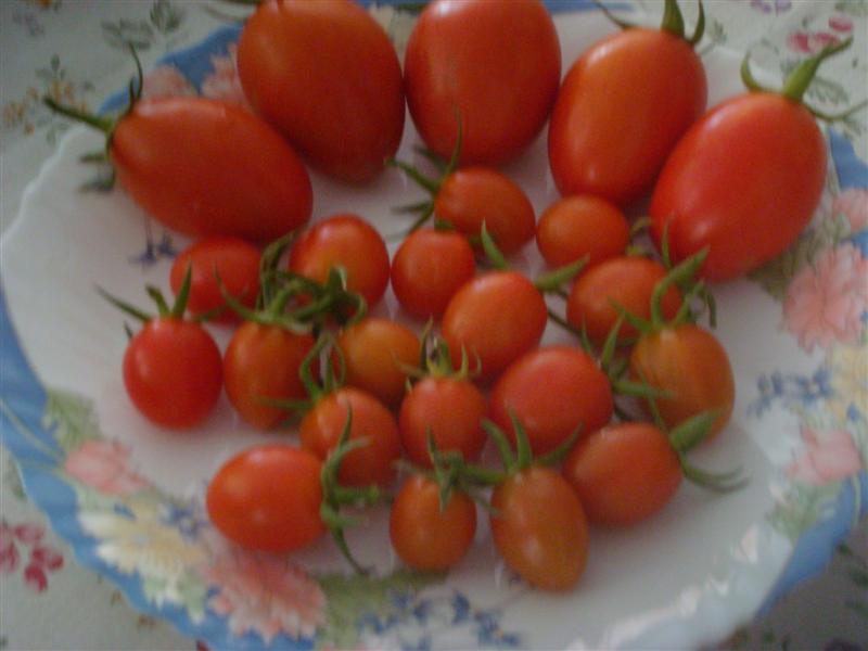 DSC05518 (Medium).JPG