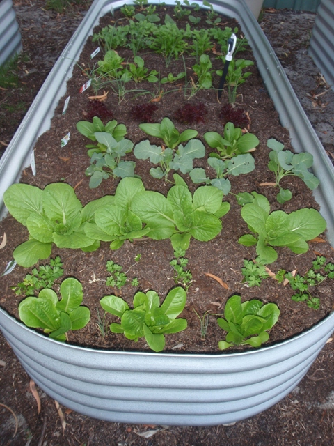 raised vege.JPG
