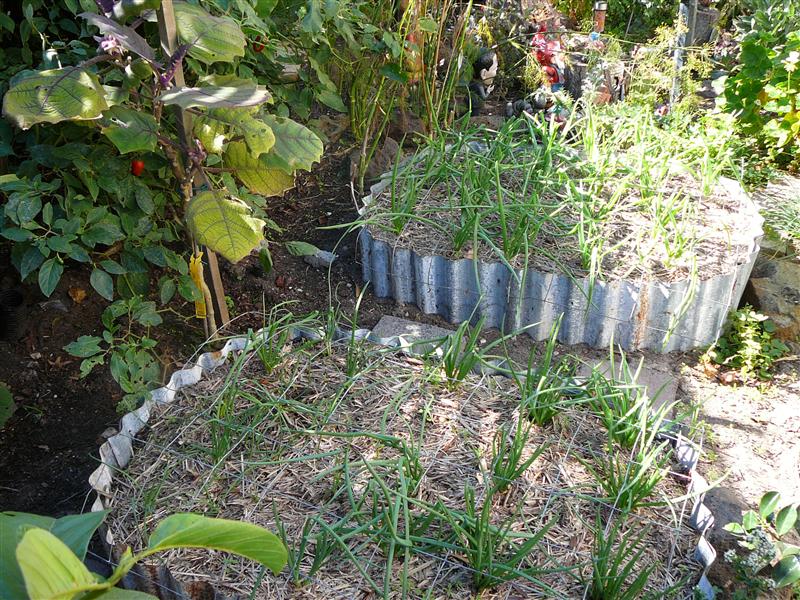 P1040849 (Custom).JPG