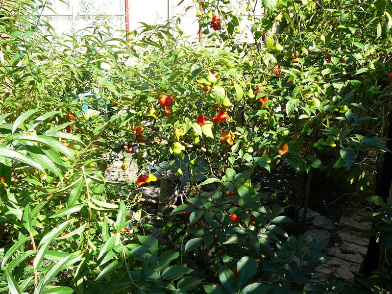 P1040848 (Custom).JPG