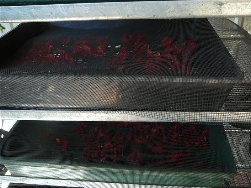 P1040854 (Custom).JPG