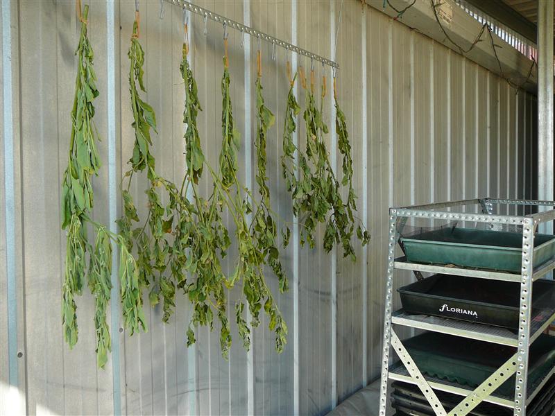 P1040853 (Custom).JPG