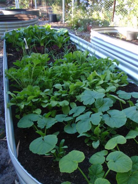 P4130362 (Medium).JPG