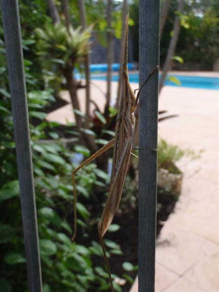 P4200451 (Medium).JPG