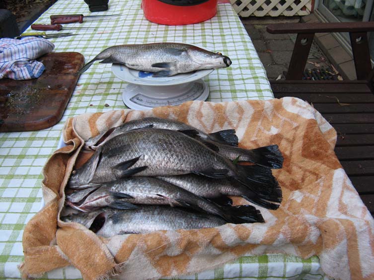 barramundi copy.JPG