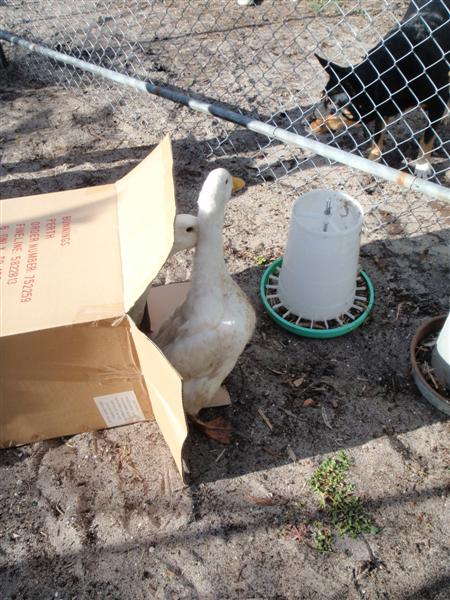 P4260569 (Medium).JPG