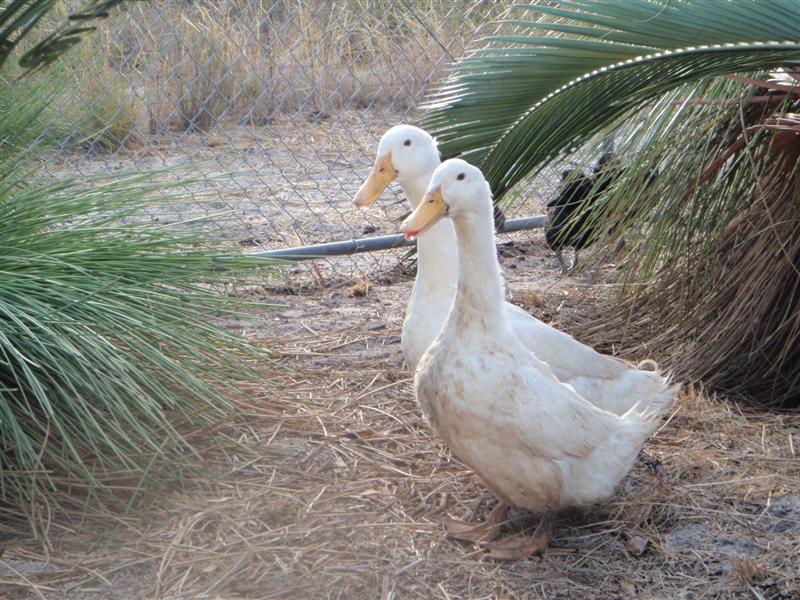 P4260575 (Medium).JPG