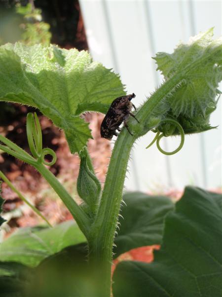 P5080225 (Medium).JPG