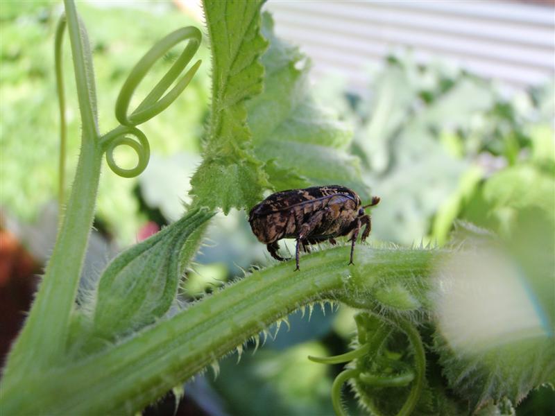 P5080227 (Medium).JPG