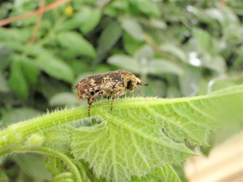 P5080236 (Medium).JPG