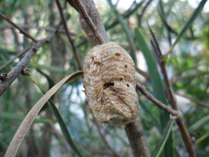 SAM_0019 (Medium).JPG