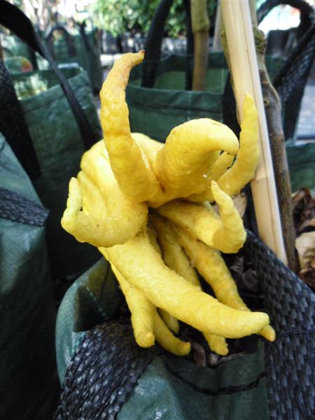 SAM_0015 (Medium).JPG