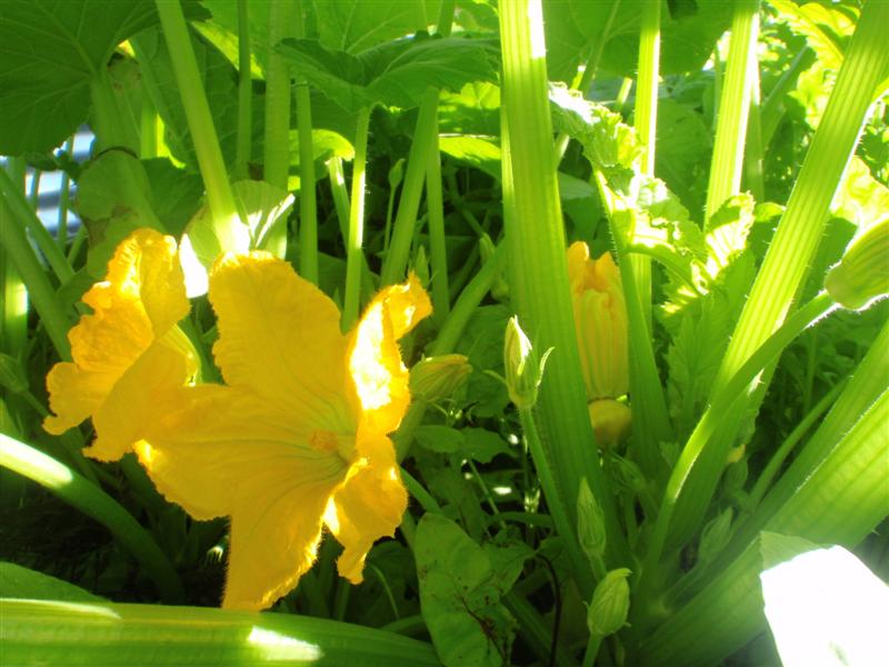 P5060127 (Medium).JPG