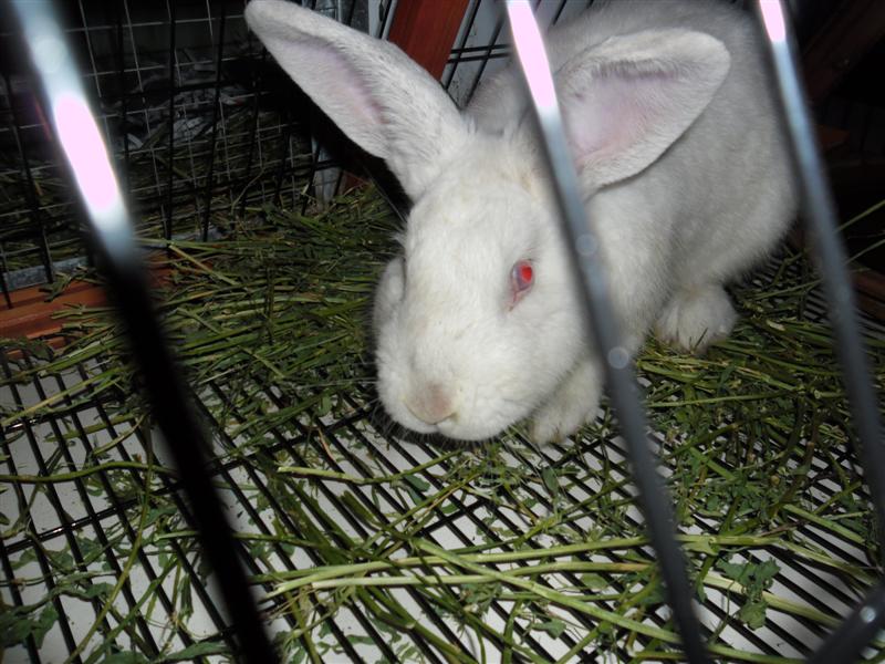 SAM_0037 (Medium).JPG