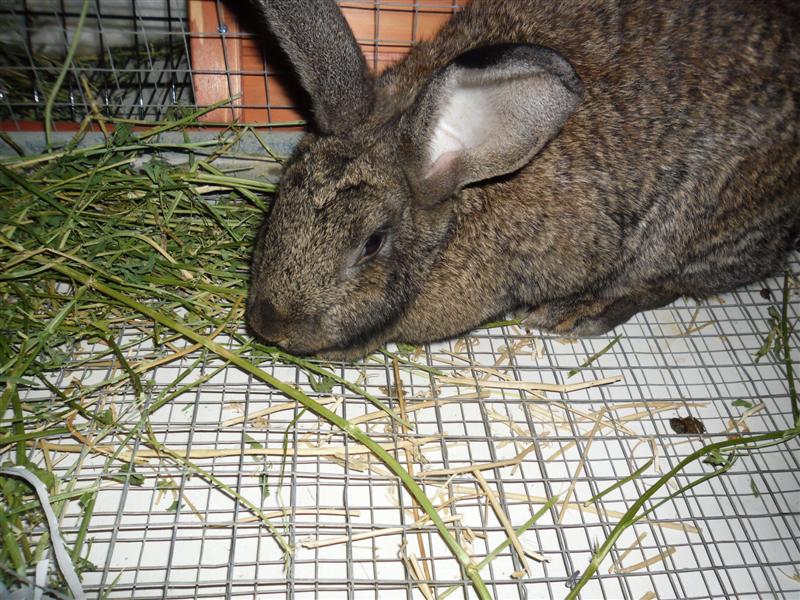 SAM_0034 (Medium).JPG