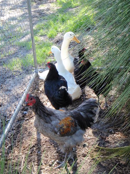 P5220294 (Medium).JPG