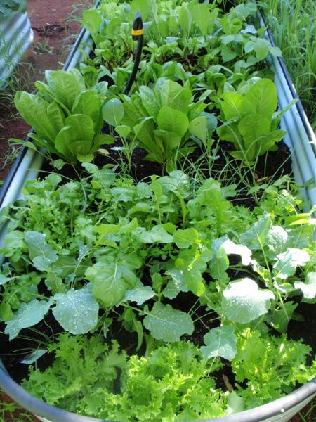 P5220274 (Medium).JPG