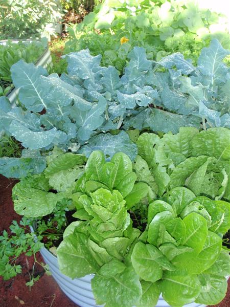 P5220275 (Medium).JPG