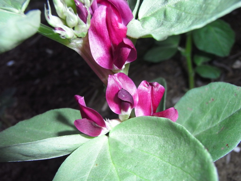 Red_floweredBBean_260511 (2).JPG