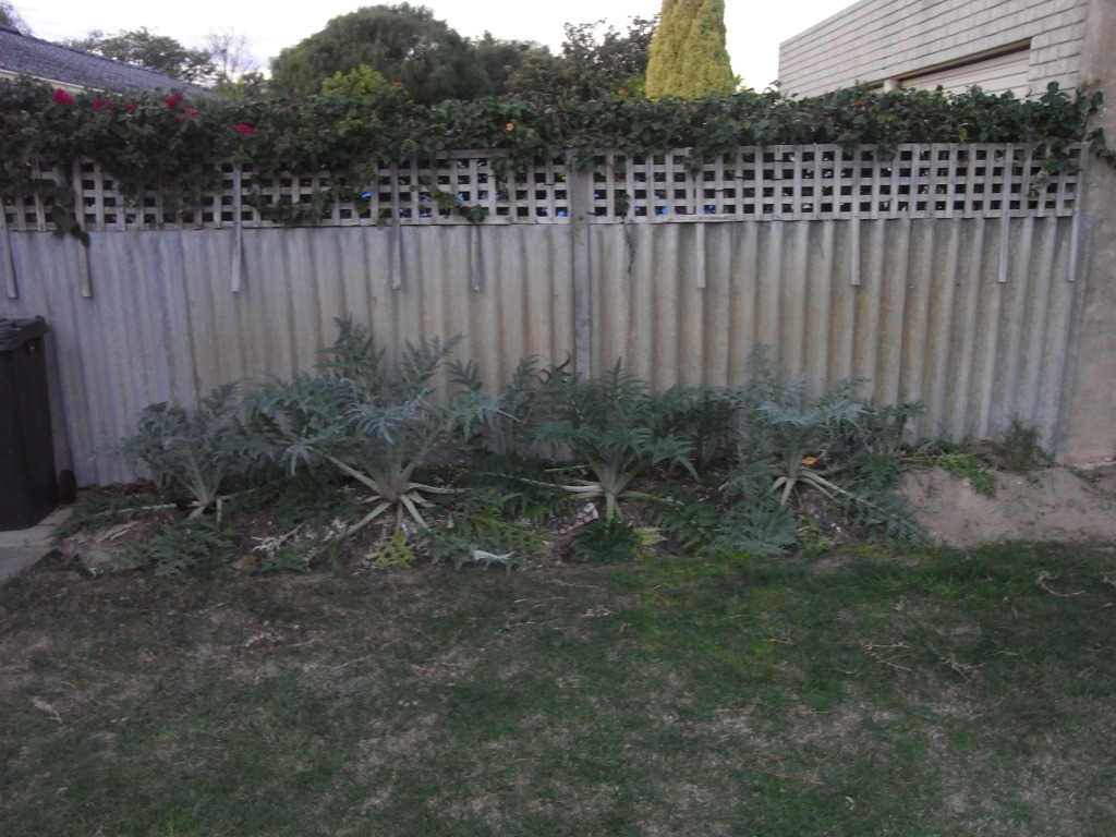 ArtichokeBed_260511.JPG