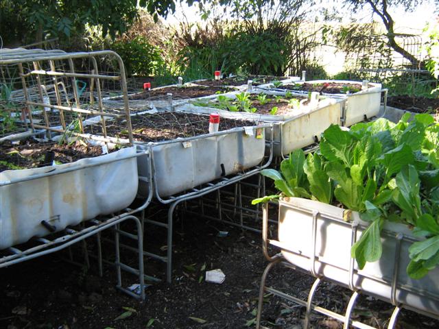 assorted photos 2011 018 (Small).jpg