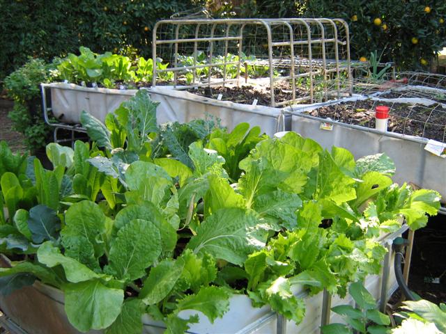 assorted photos 2011 019 (Small).jpg