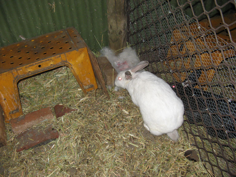 Callie and babies.JPG