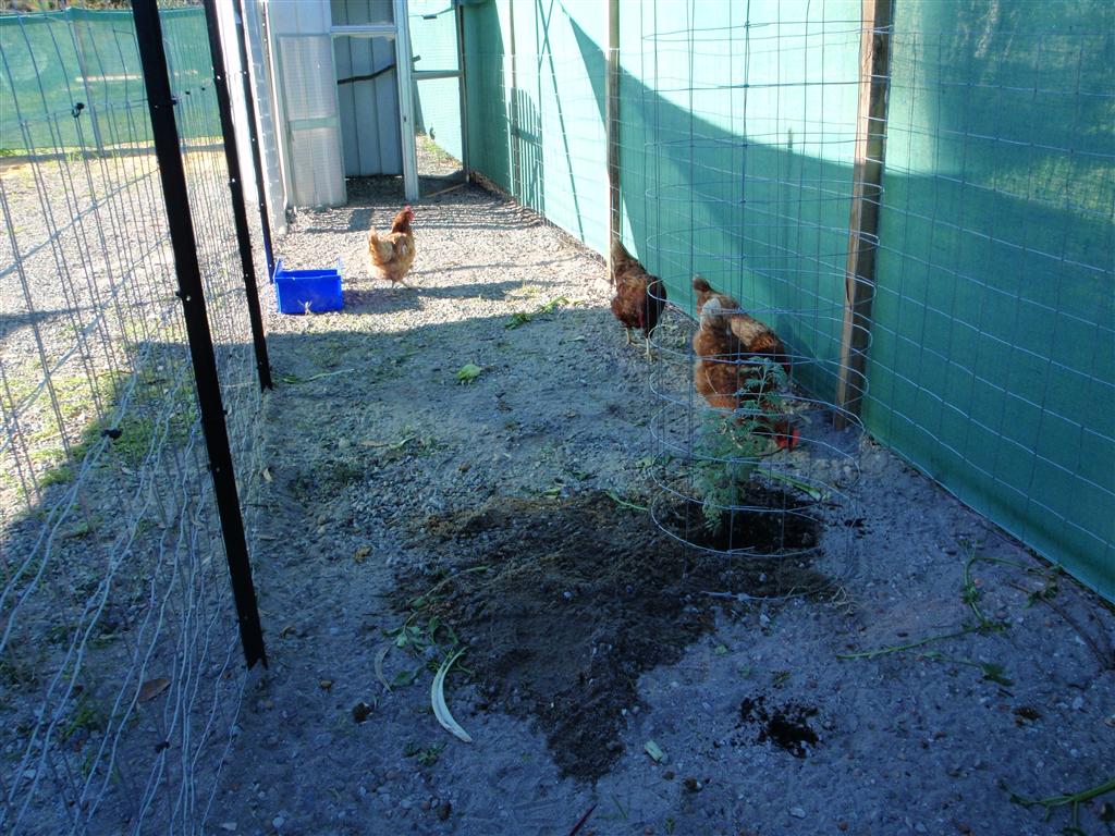 P6090471 (Medium).JPG