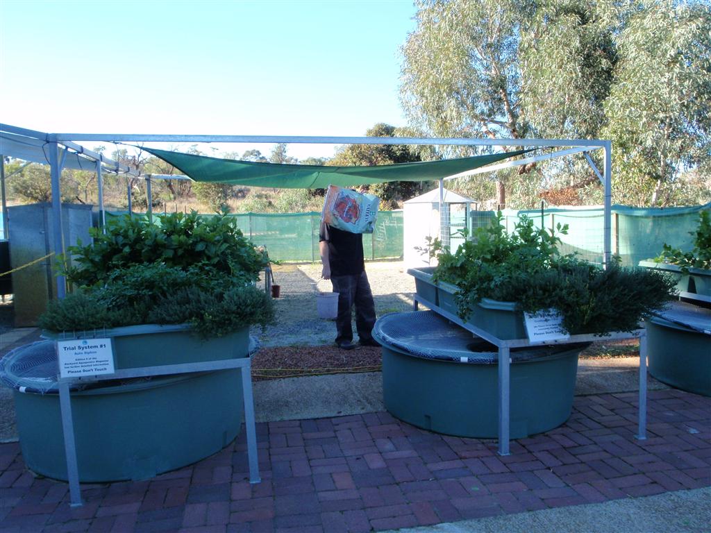 P6090470 (Medium).JPG