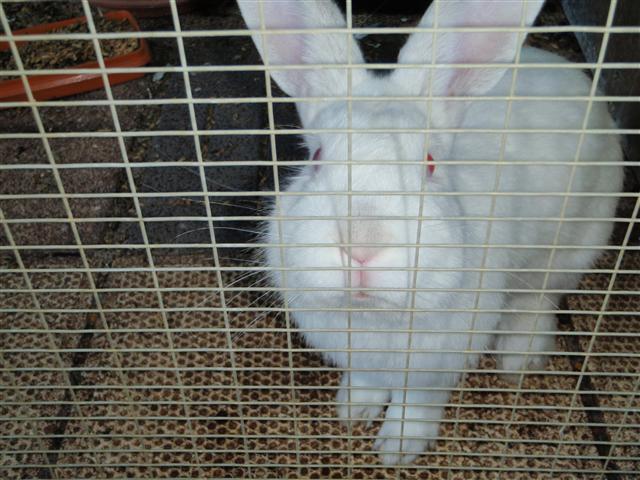 P6090475 (Small).JPG