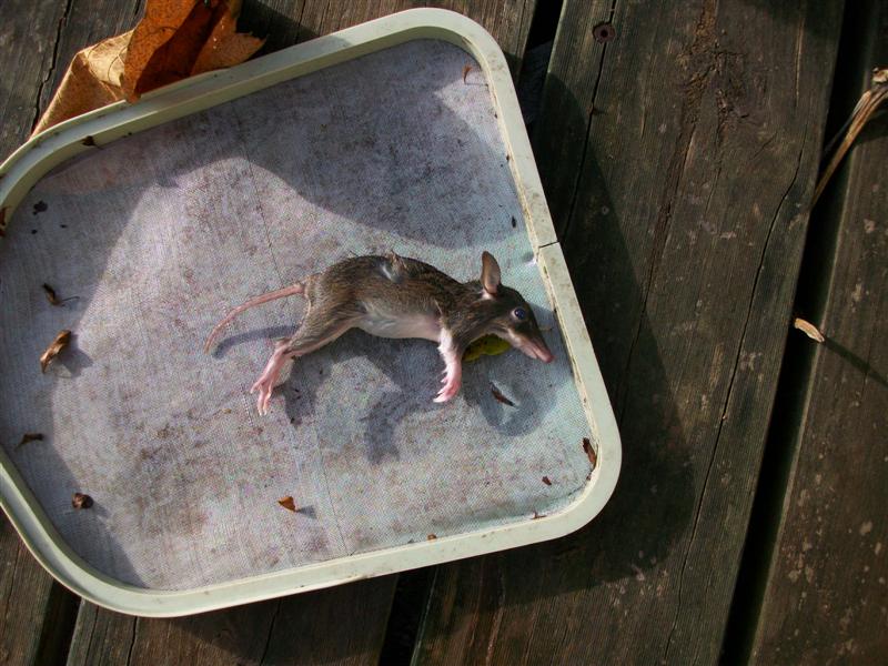 100_0437 (Medium).jpg