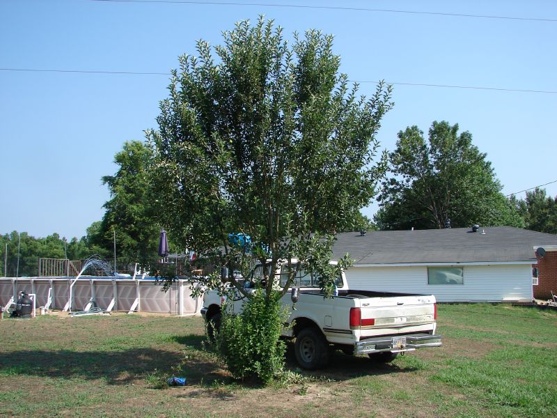 Apple tree from seed.JPG