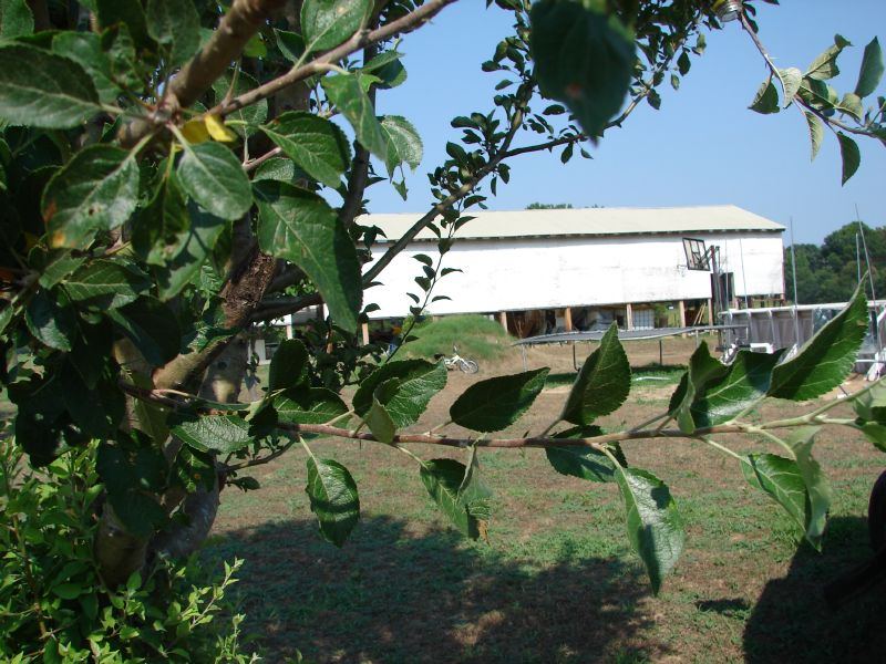 Branch for layering.JPG