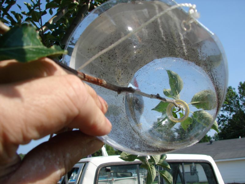 2liter inside view with branch.JPG