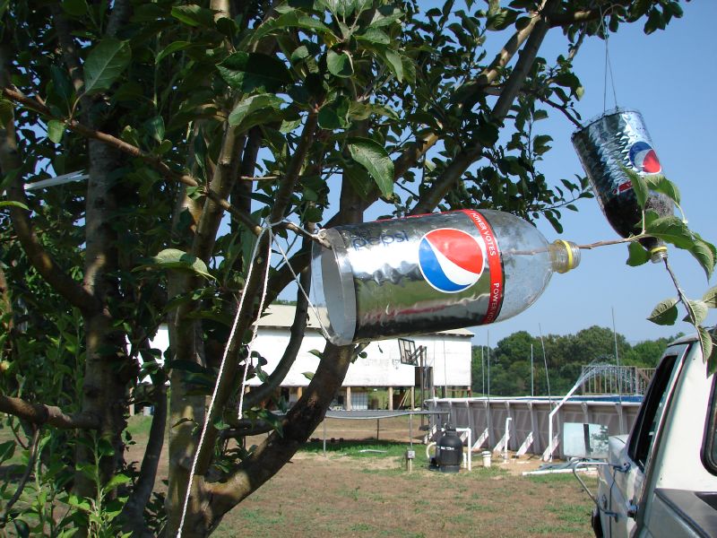 Branch in bottle without soil.JPG