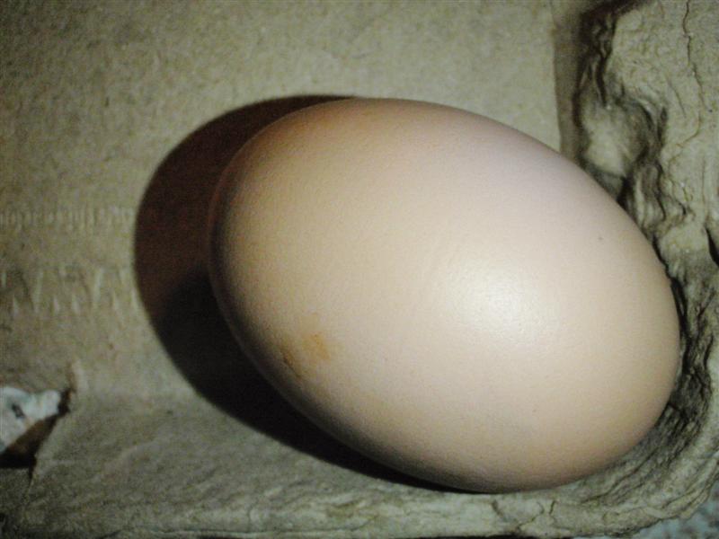 P6120455 (Medium).JPG