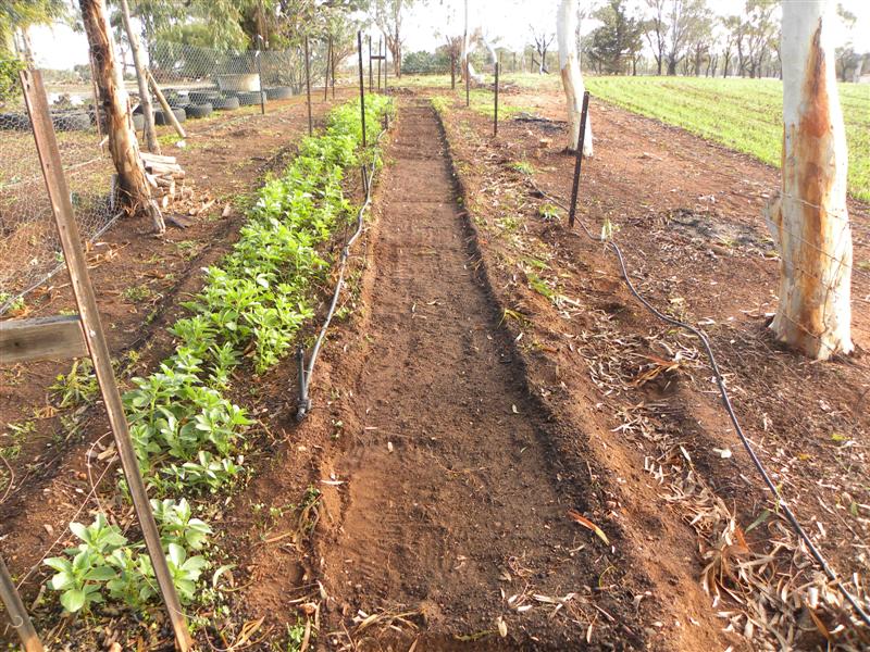 gardens byf 030 (Medium).jpg